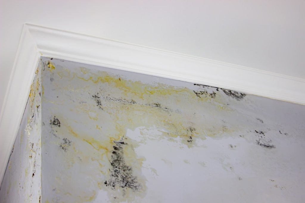 mold growth